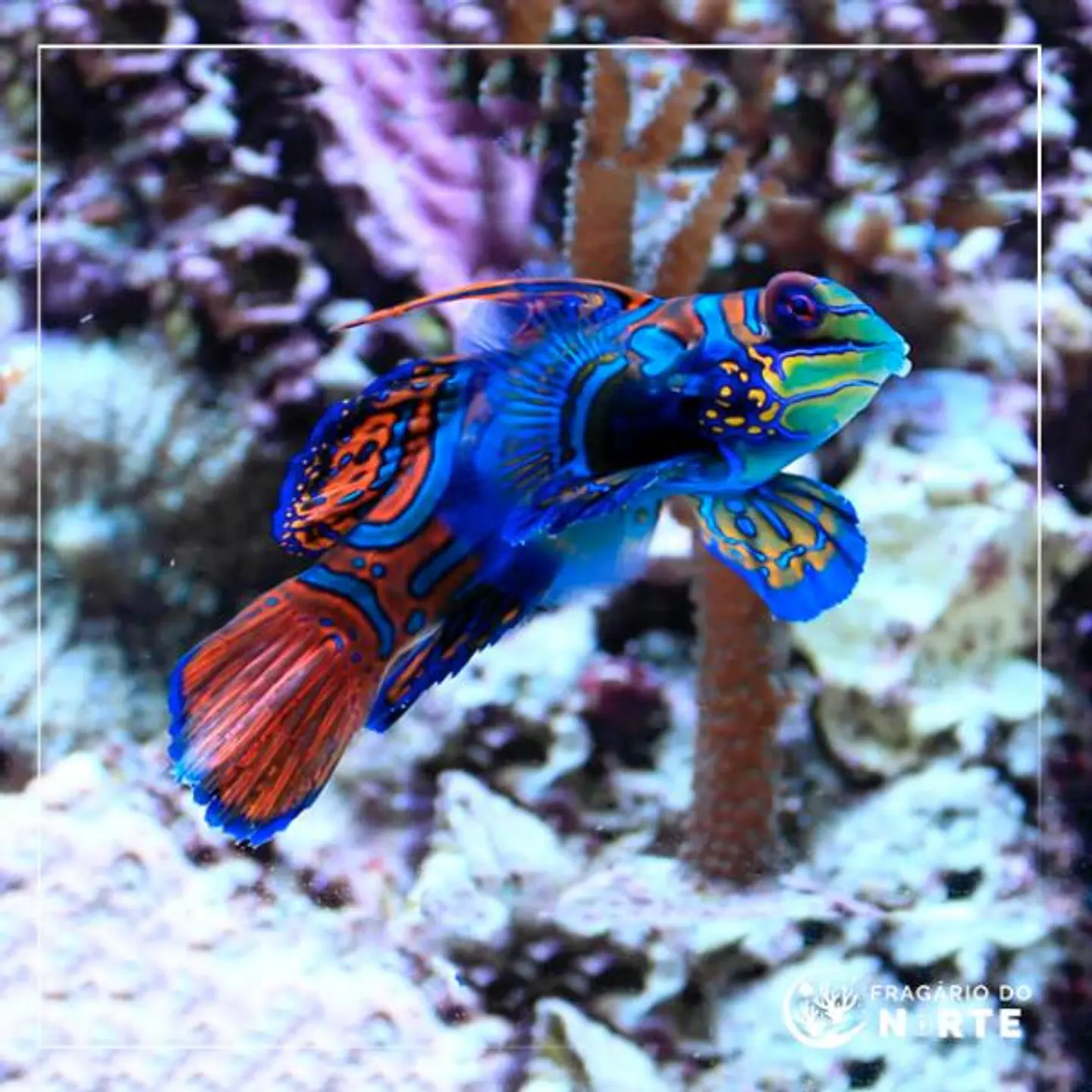 Synchiropus splendidus 1