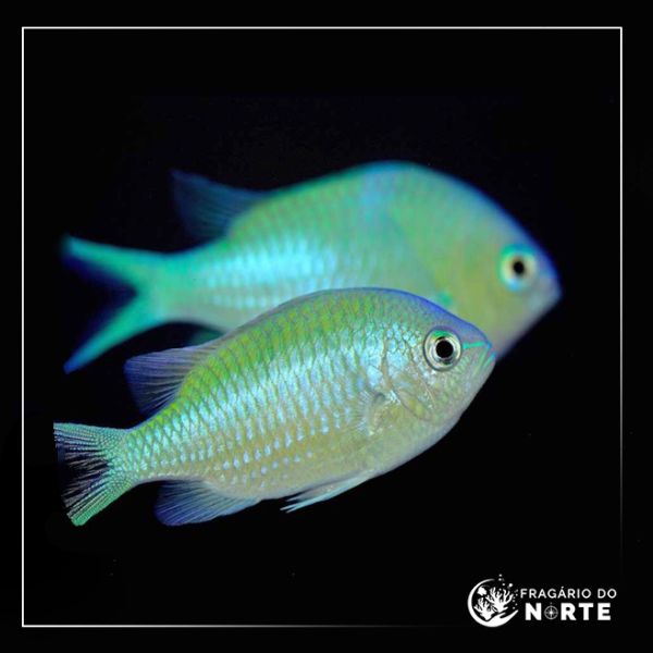 Chromis viridis