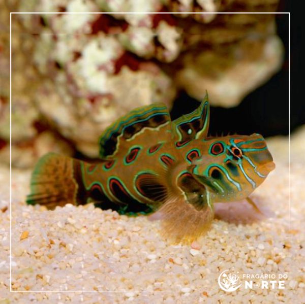 Synchiropus picturatus