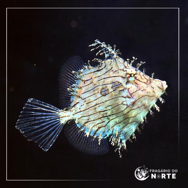 Chaetodermis pencilligerus