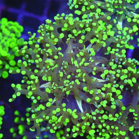 Euphyllia Yayaemaensis