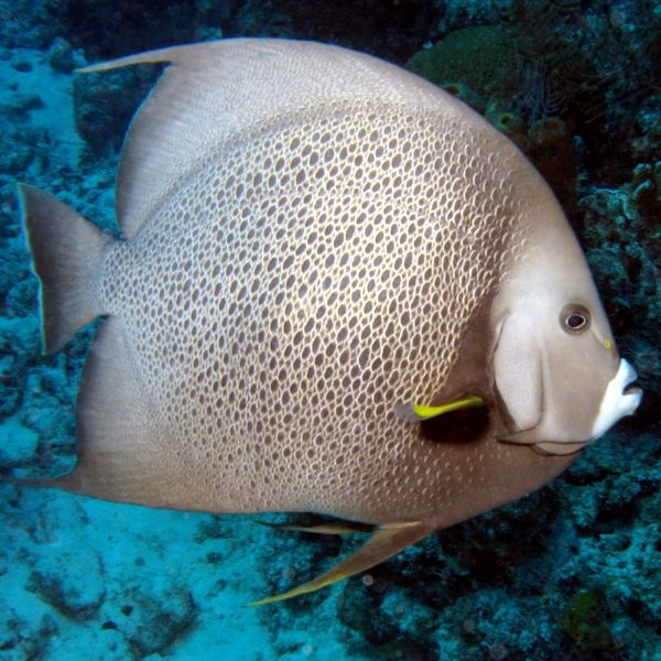 Encefalite em Pomacanthus 2