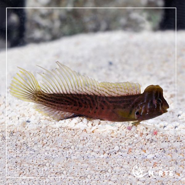 Omobranchus anolius