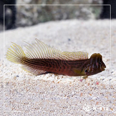 Omobranchus anolius