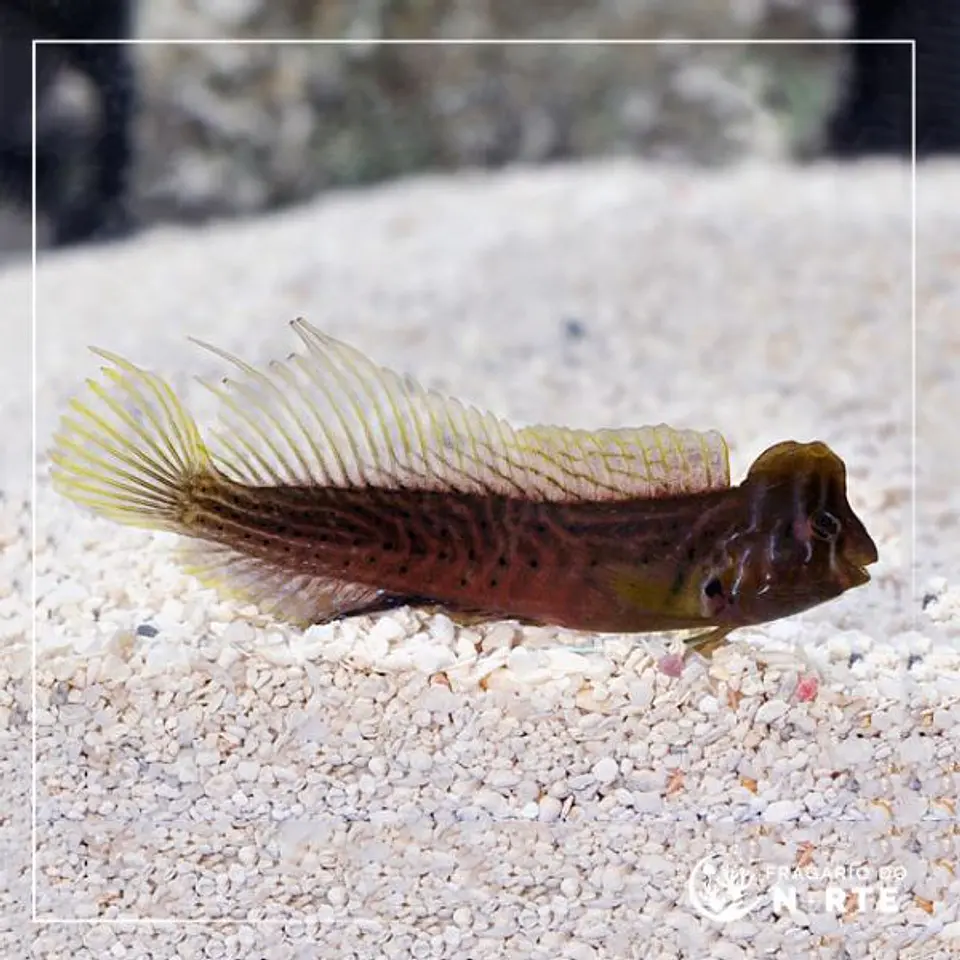 Omobranchus anolius 1