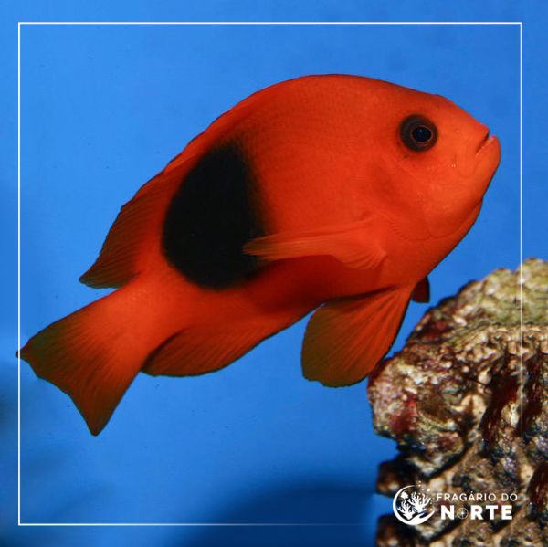Amphiprion ephippium