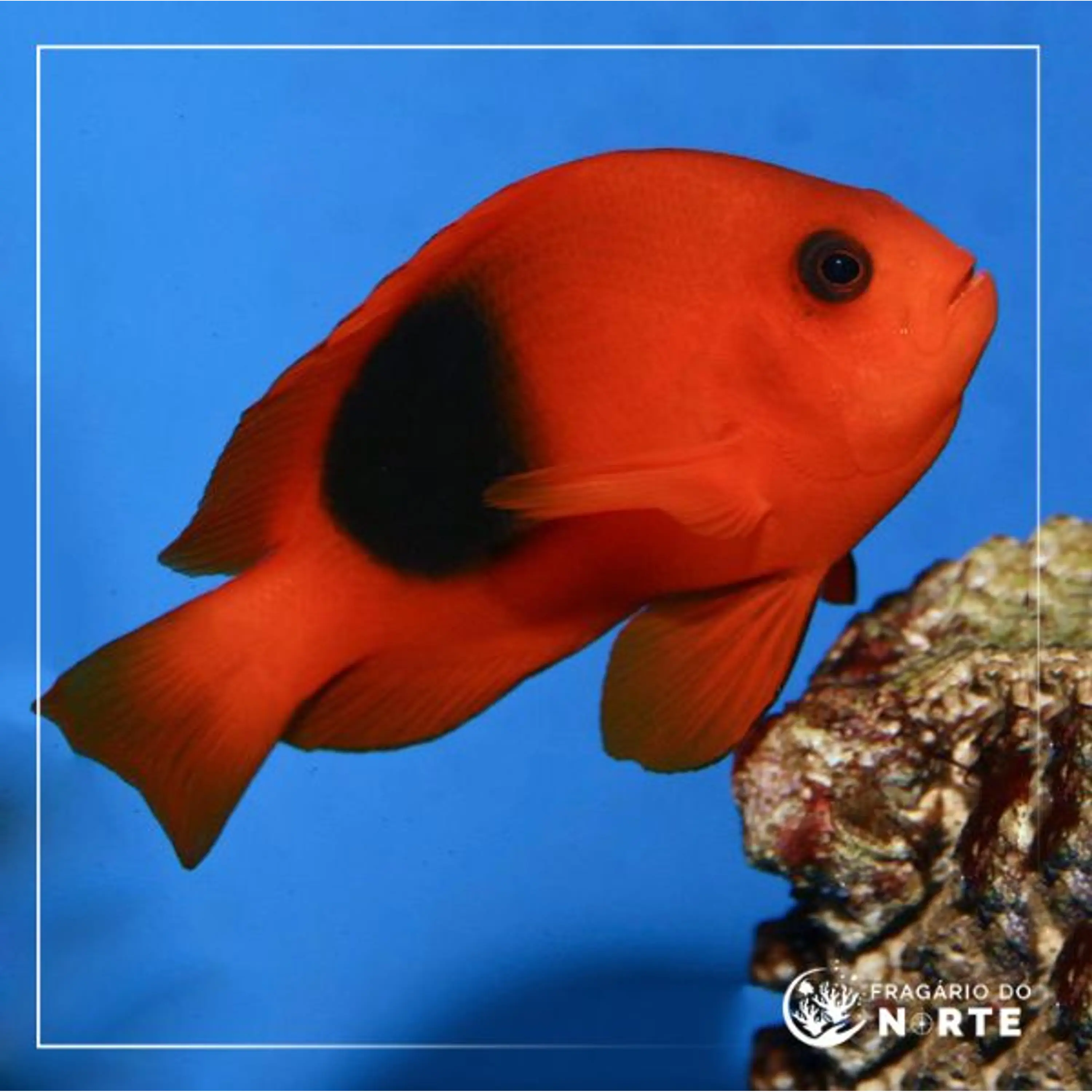 Amphiprion ephippium