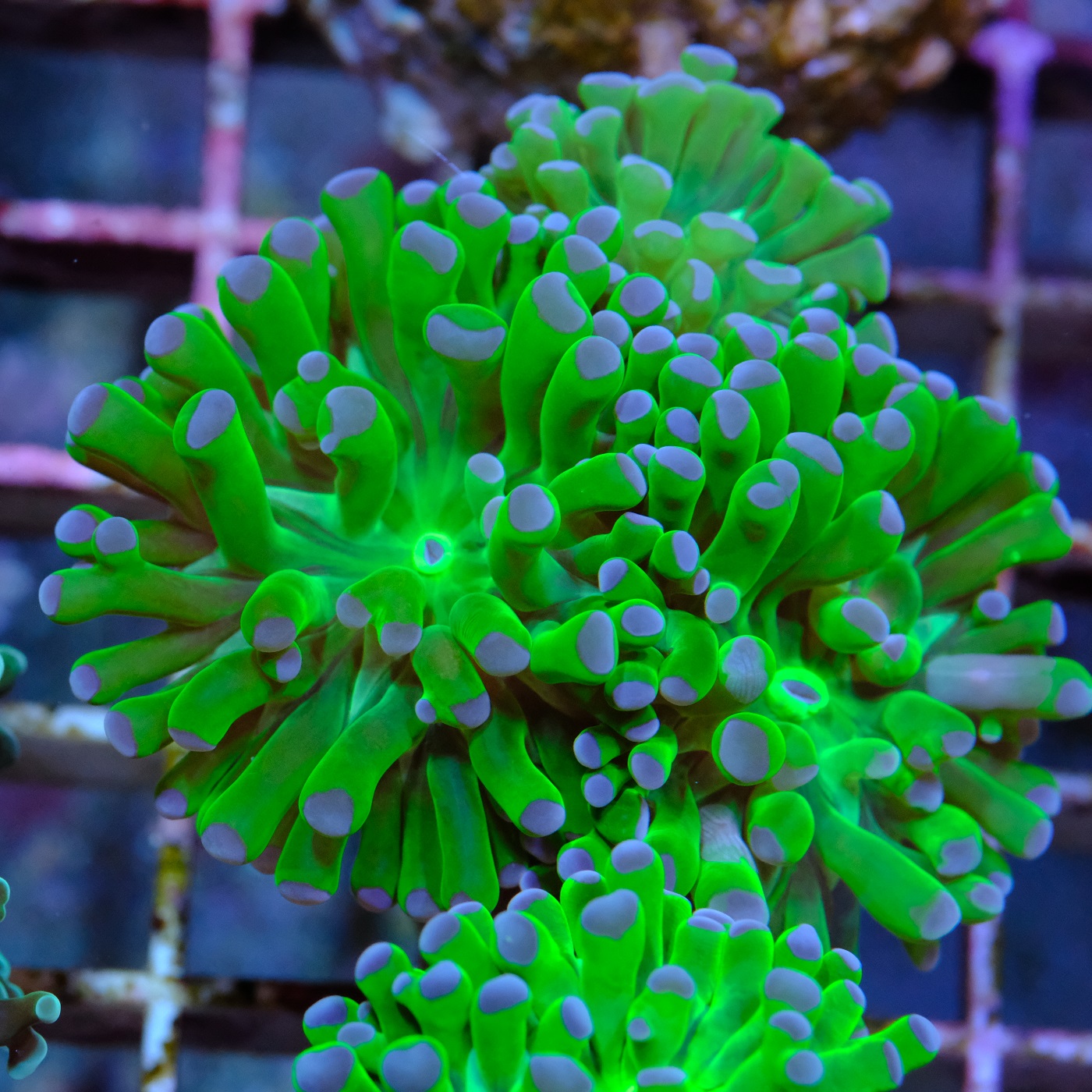 Euphyllia Parancora