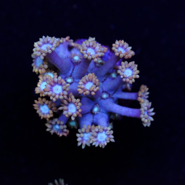 Goniopora Glitter