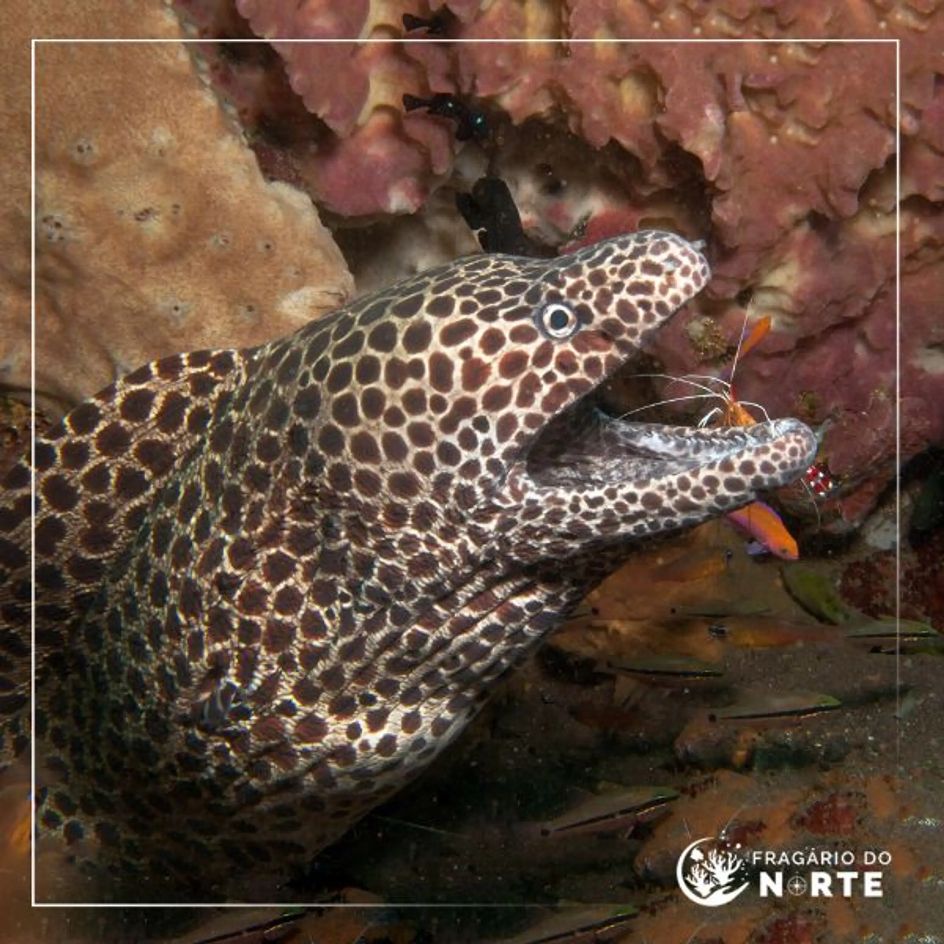 Gymnothorax favagineus