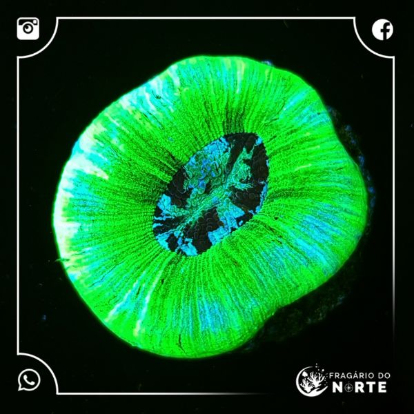 Trachyphyllia Ultra Green