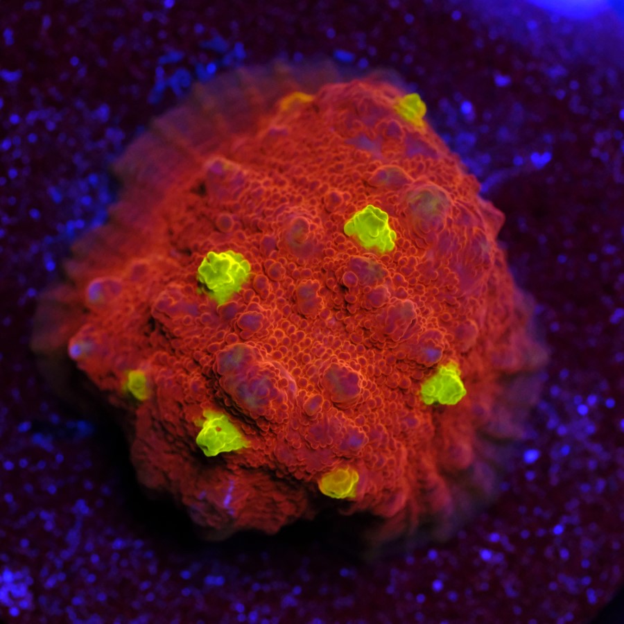 Echinophyllia Golden Eye Chalice