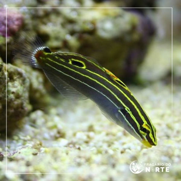 Amblygobius Hectori