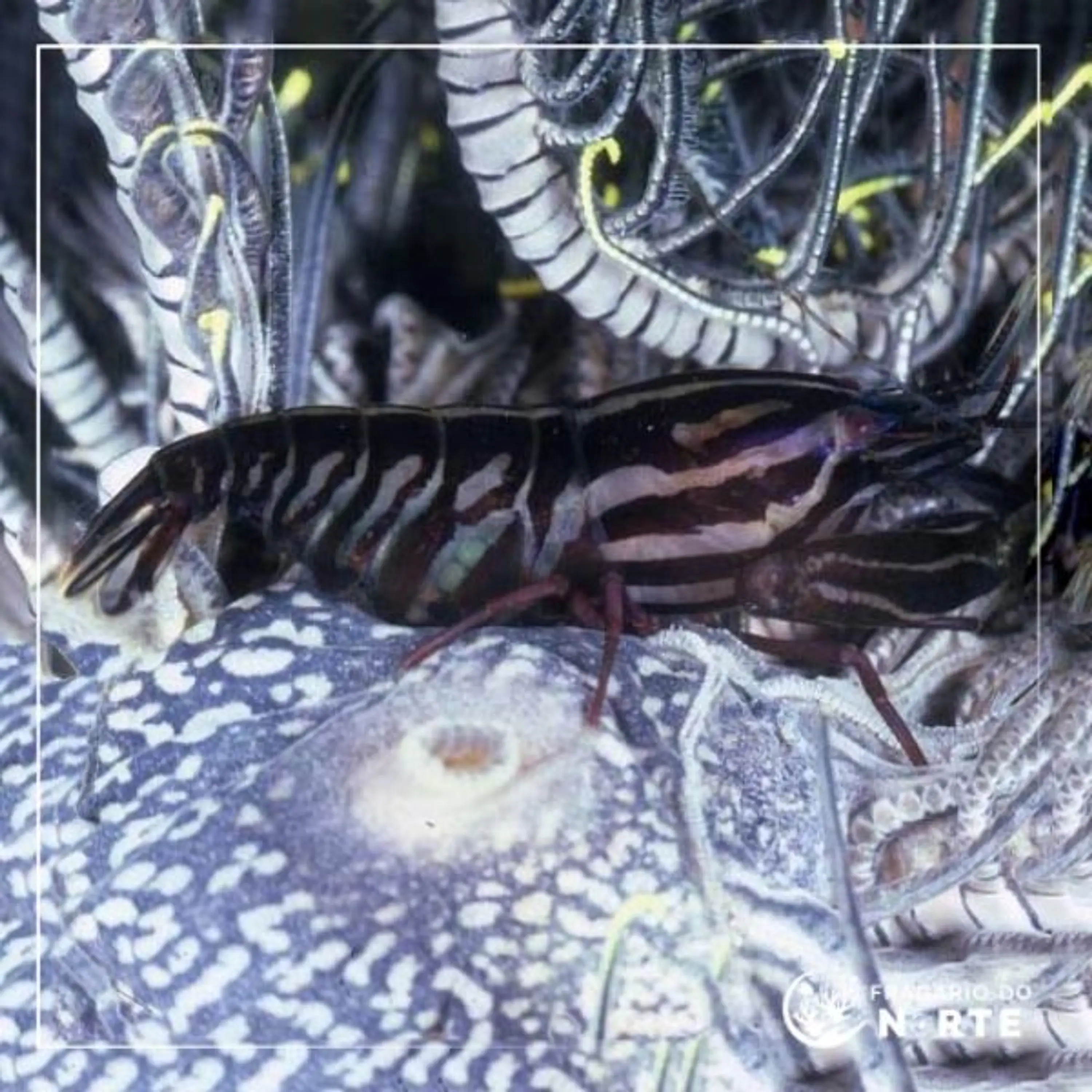 Synalpheus stimpsoni