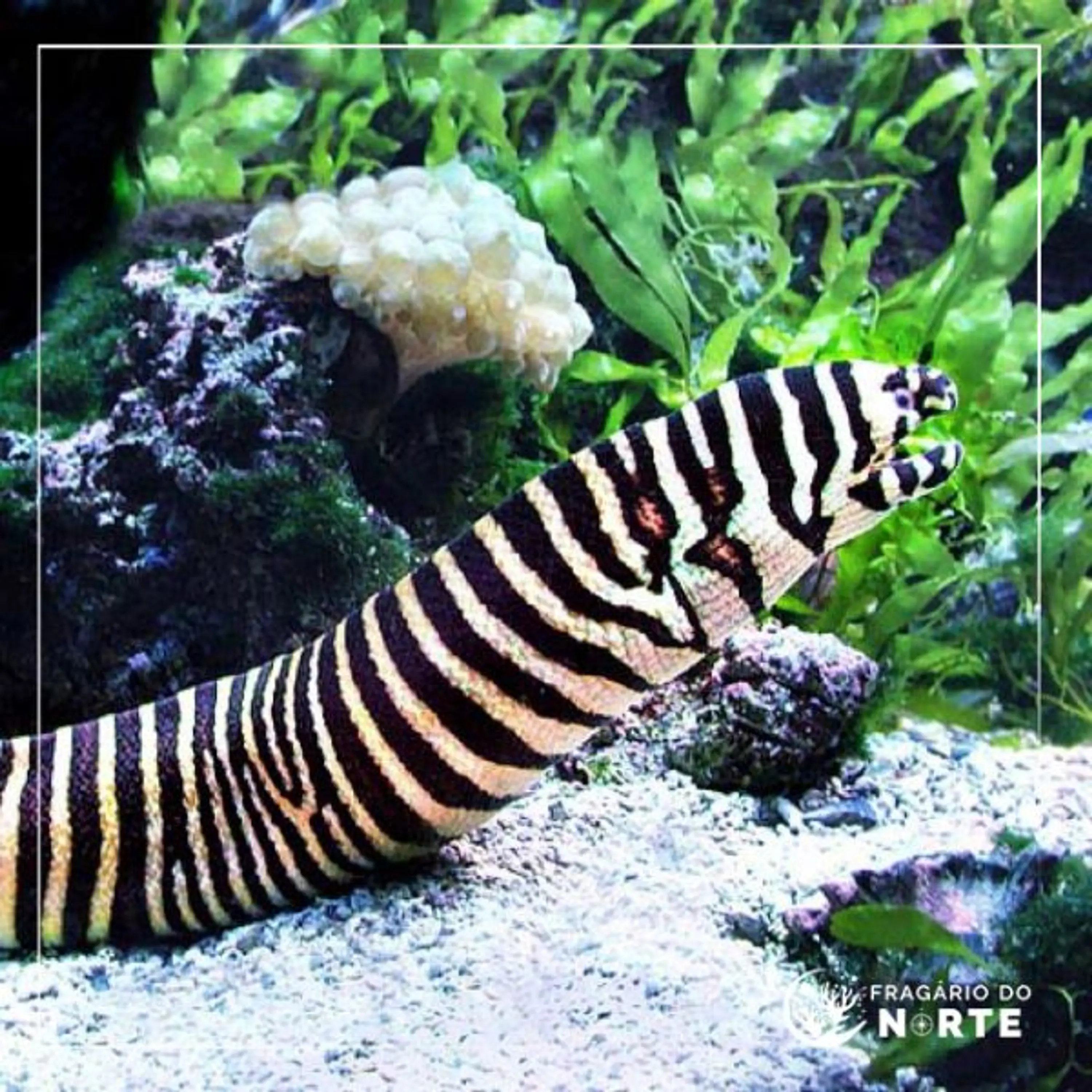 Gymnomuraena zebra