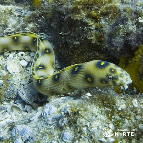 Myrichthys ocellatus