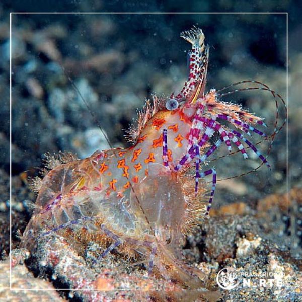 Saron marmoratus