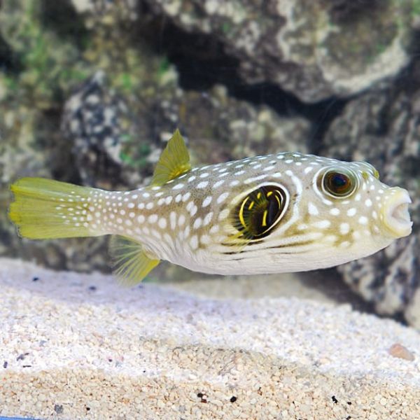 Arothron hispidus