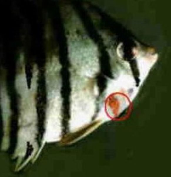 Vibriosis 3
