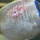 Vibriosis 4