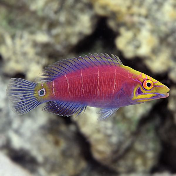Pseudocheilinus ocellatus 1