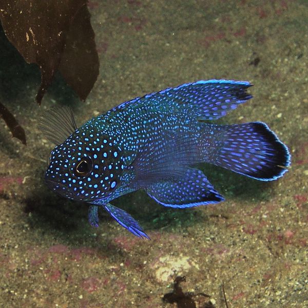 Paraplesiops meleagris