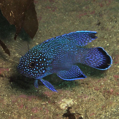 Paraplesiops meleagris