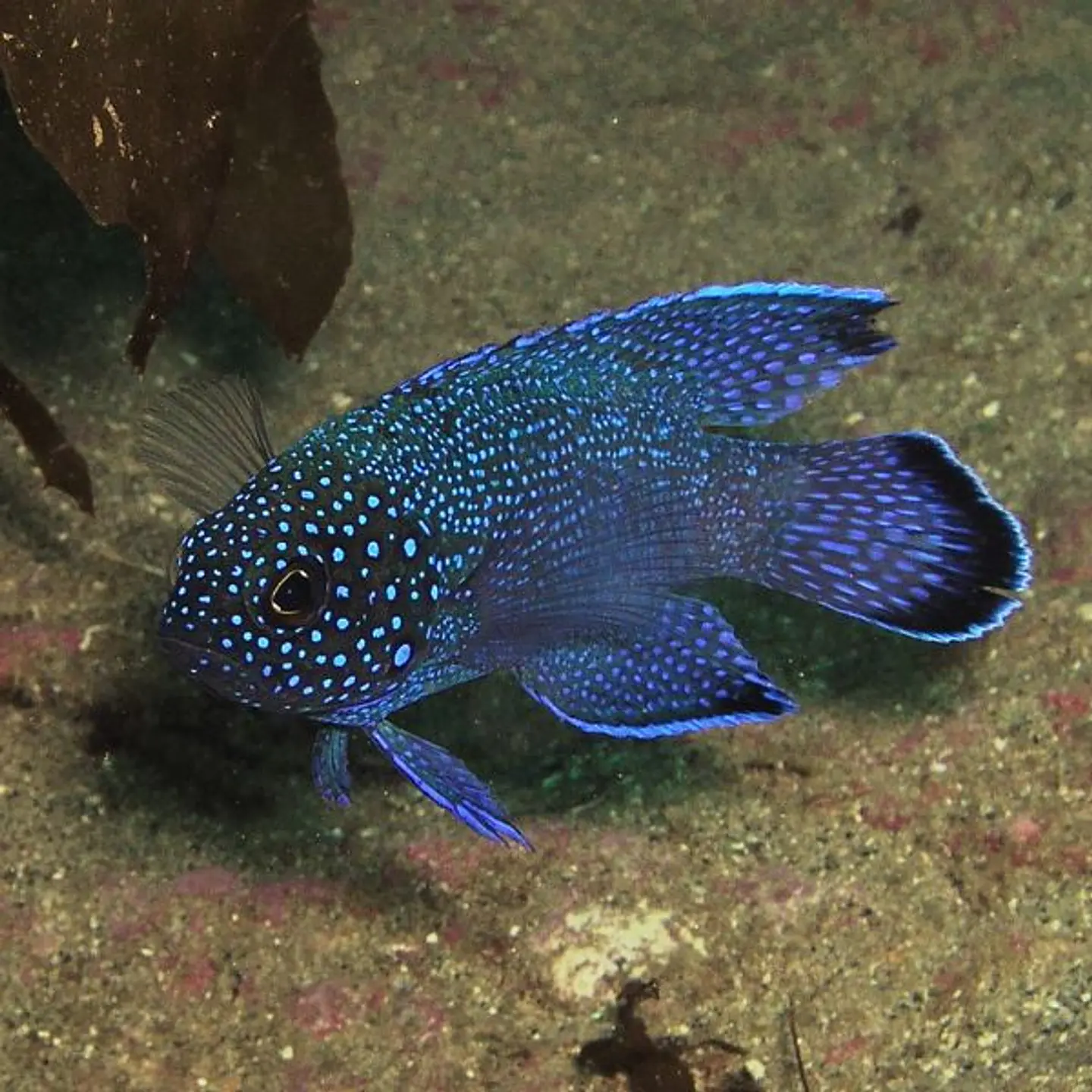 Paraplesiops meleagris 1