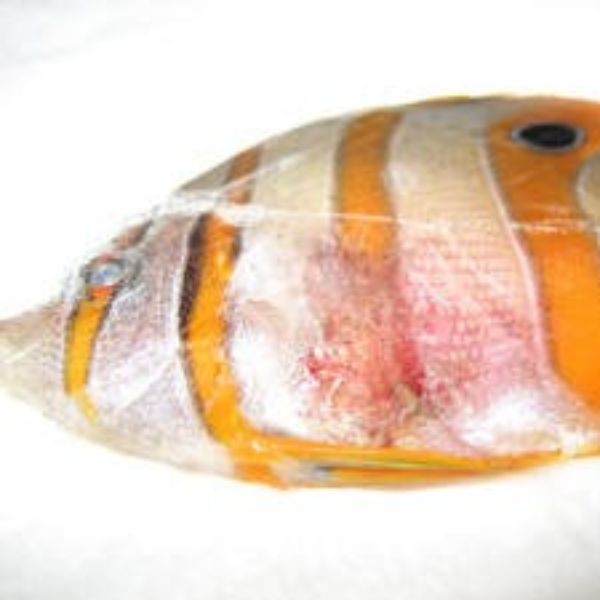 Vibriosis 5