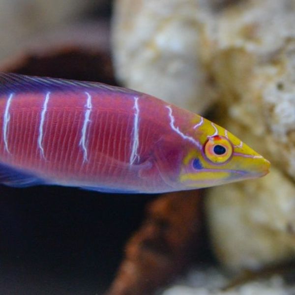 Pseudocheilinus ocellatus 2