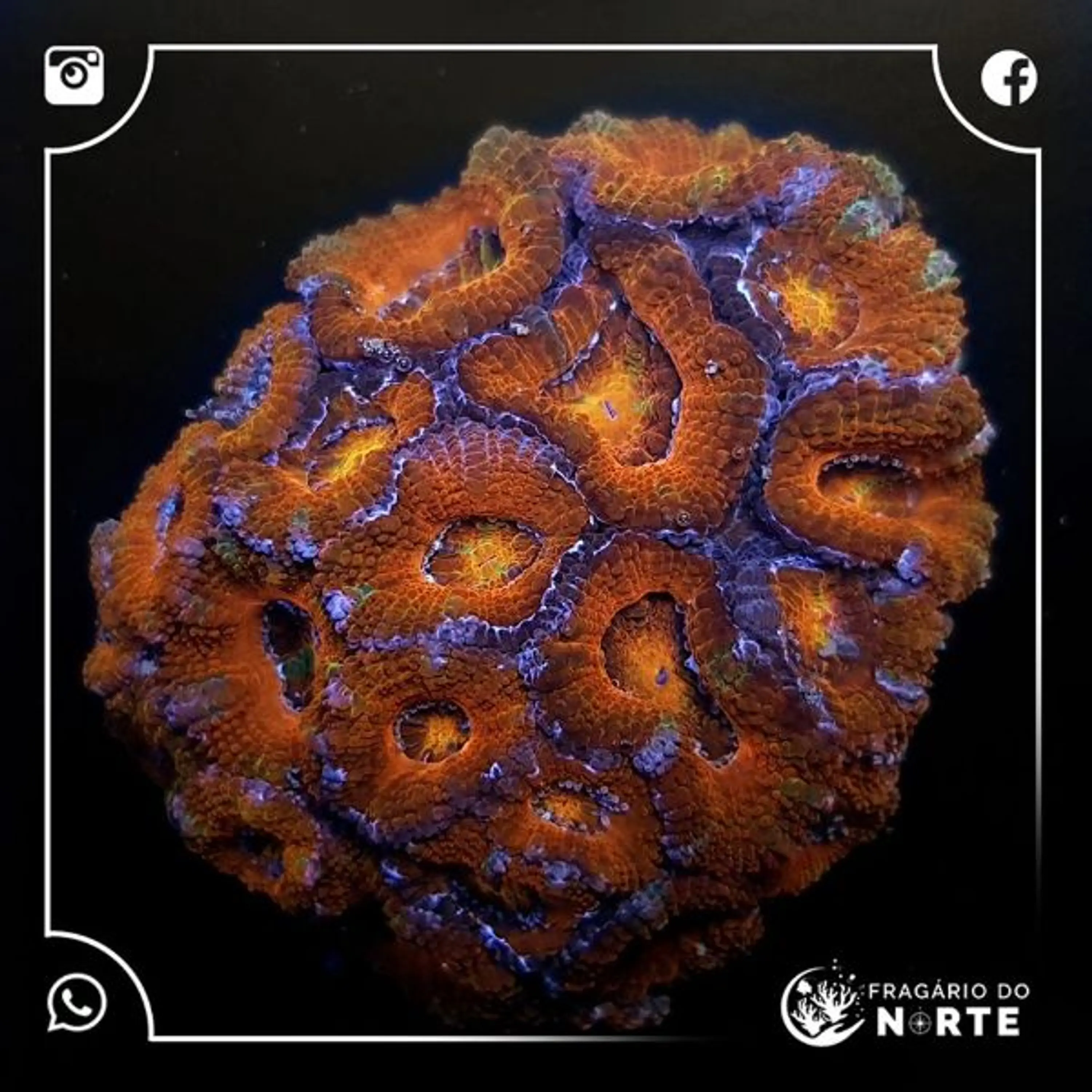 Acanthastrea Spp
