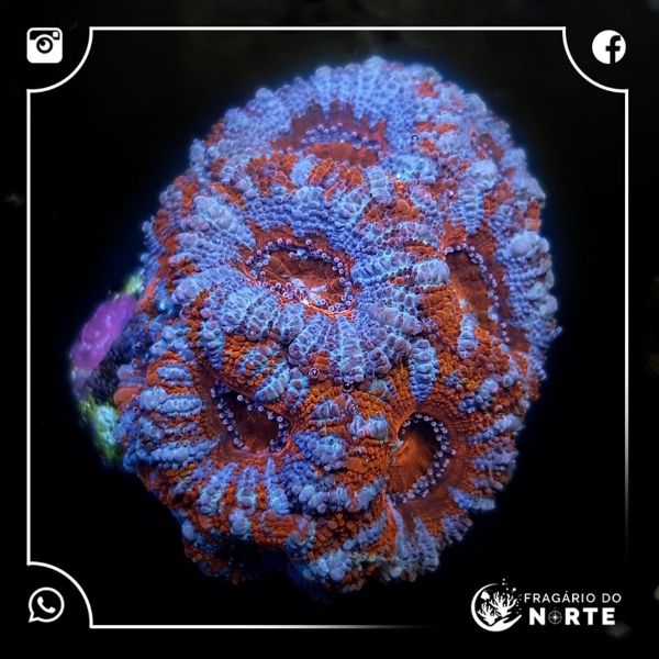 Acanthastrea Spp 2