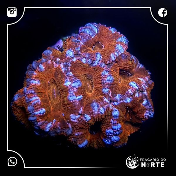 Acanthastrea Spp 3