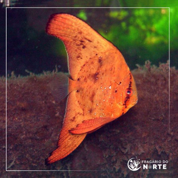 Platax orbicularis