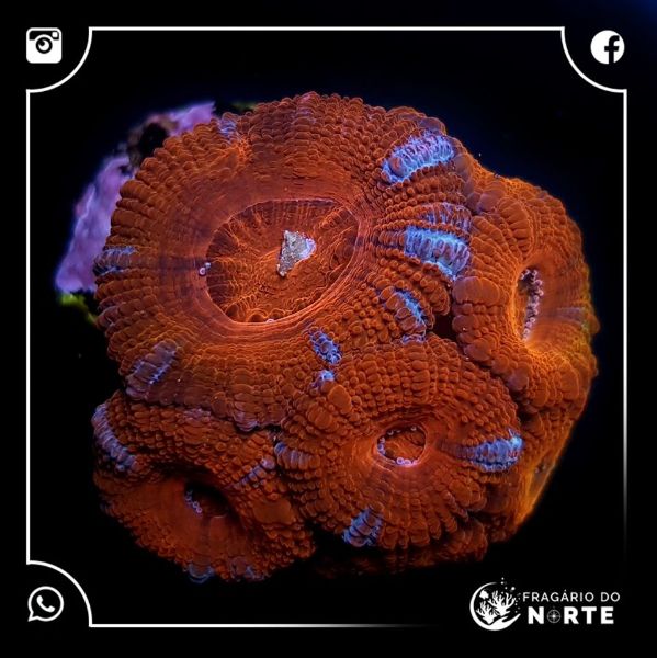 Acanthastrea Spp 4