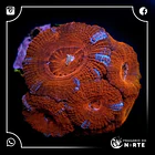 Acanthastrea Spp 4