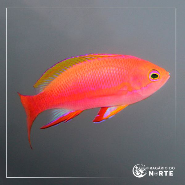 Pseudanthias pulcherrimus