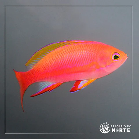 Pseudanthias pulcherrimus
