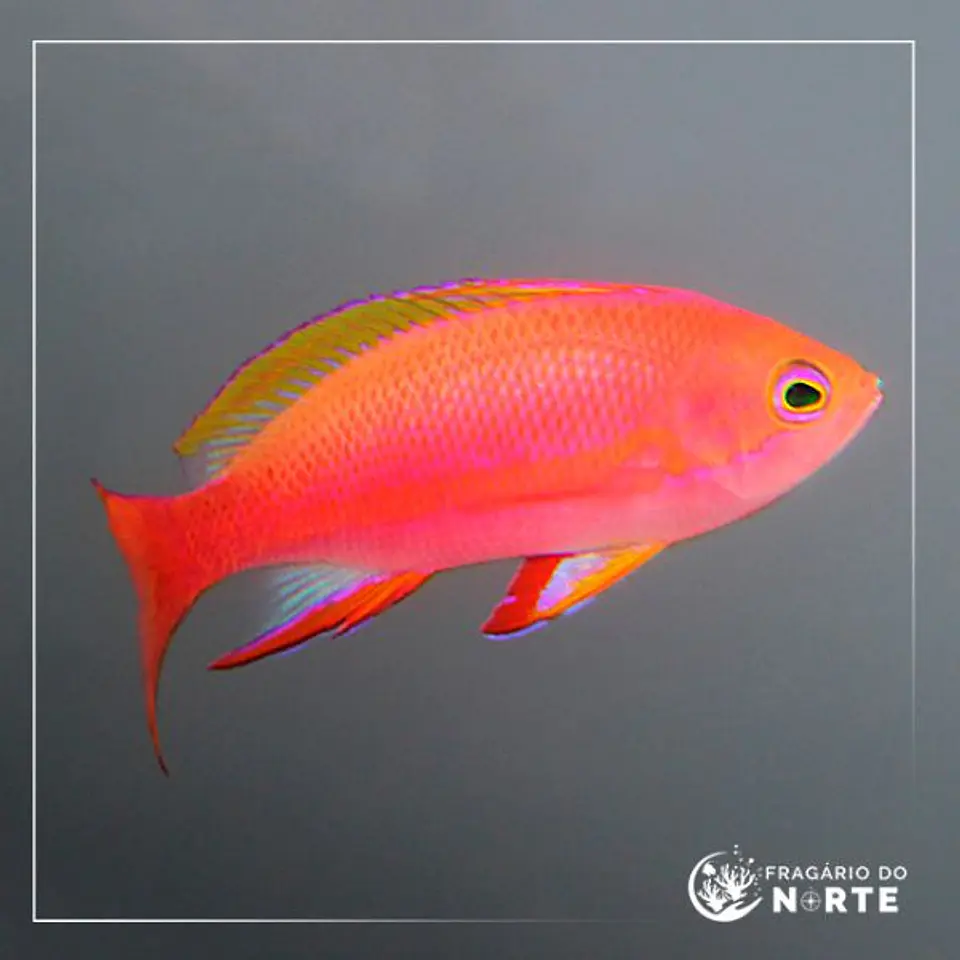 Pseudanthias pulcherrimus 1