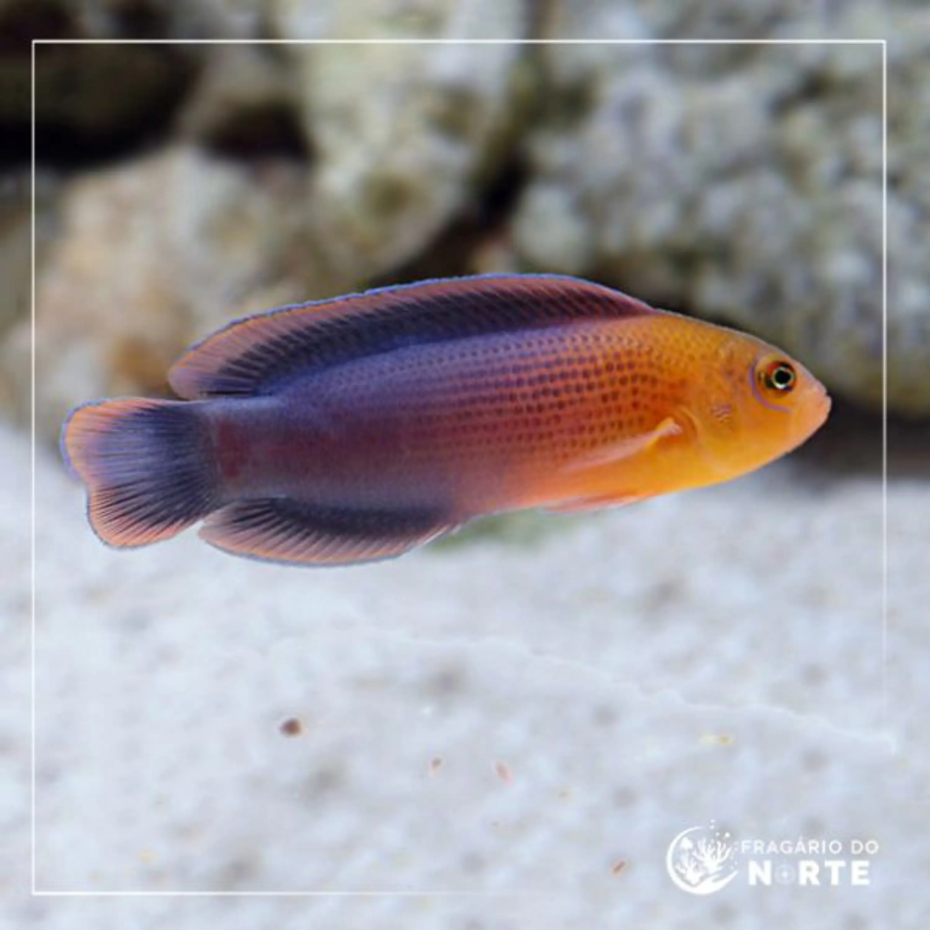 Pseudochromis dilectus