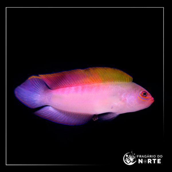 Ogilbyina novaehollandiae