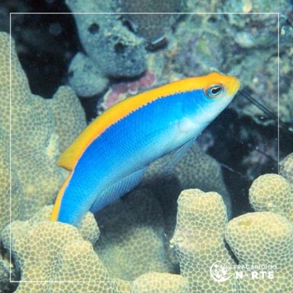 Pseudochromis flavivertex