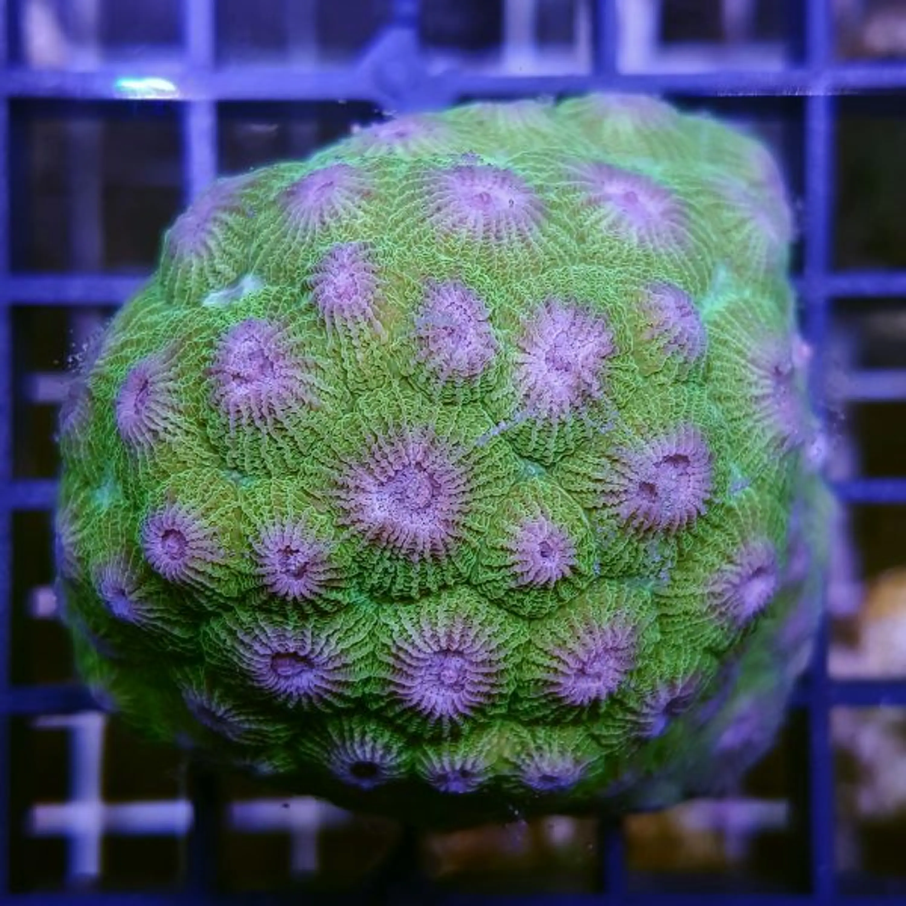 Diploastrea heliopora