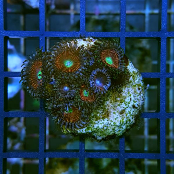 Zoanthus tricolor