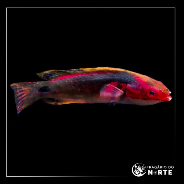 Cirrhilabrus exquisitus