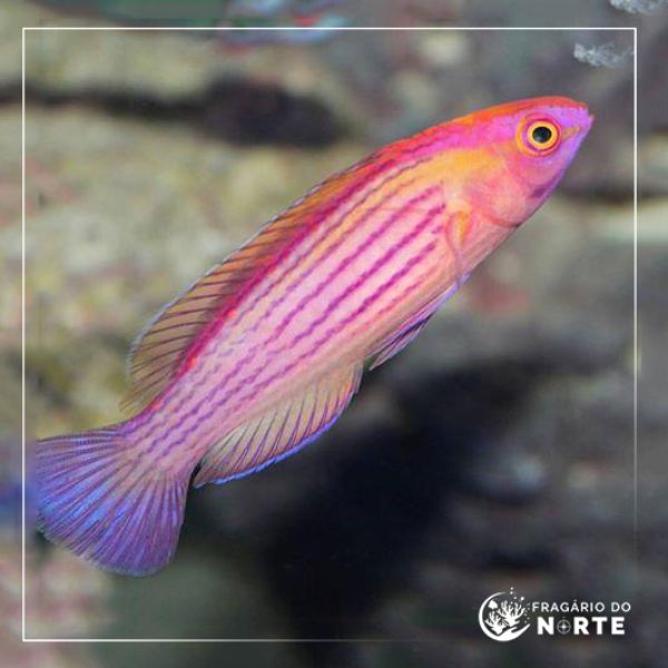 Cirrhilabrus eartei