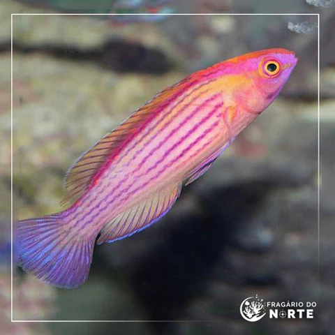 Cirrhilabrus eartei