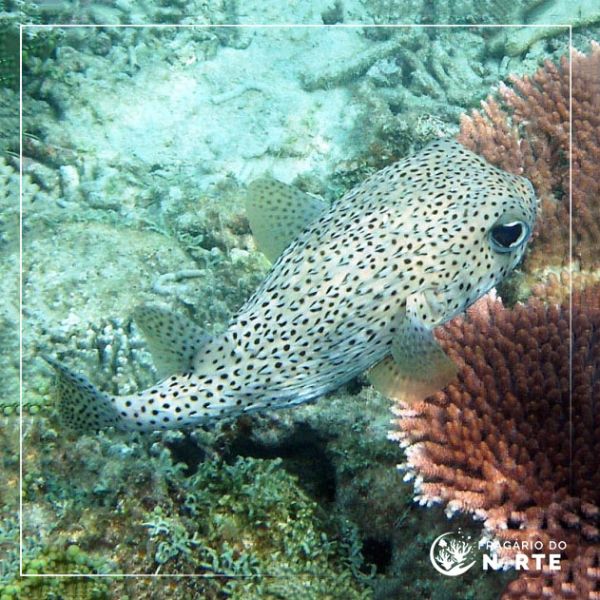 Chilomycterus antennatus