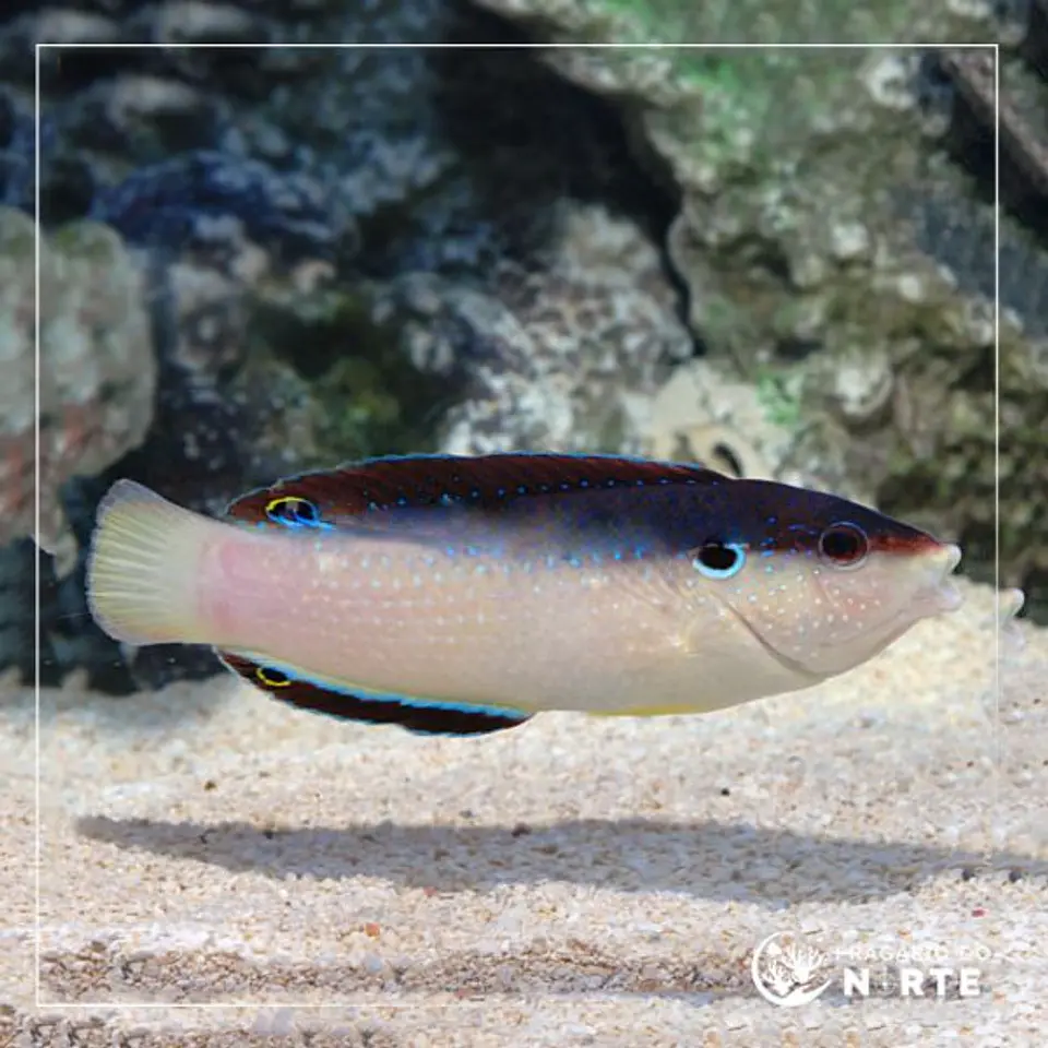 Anampses neoguinacus 1