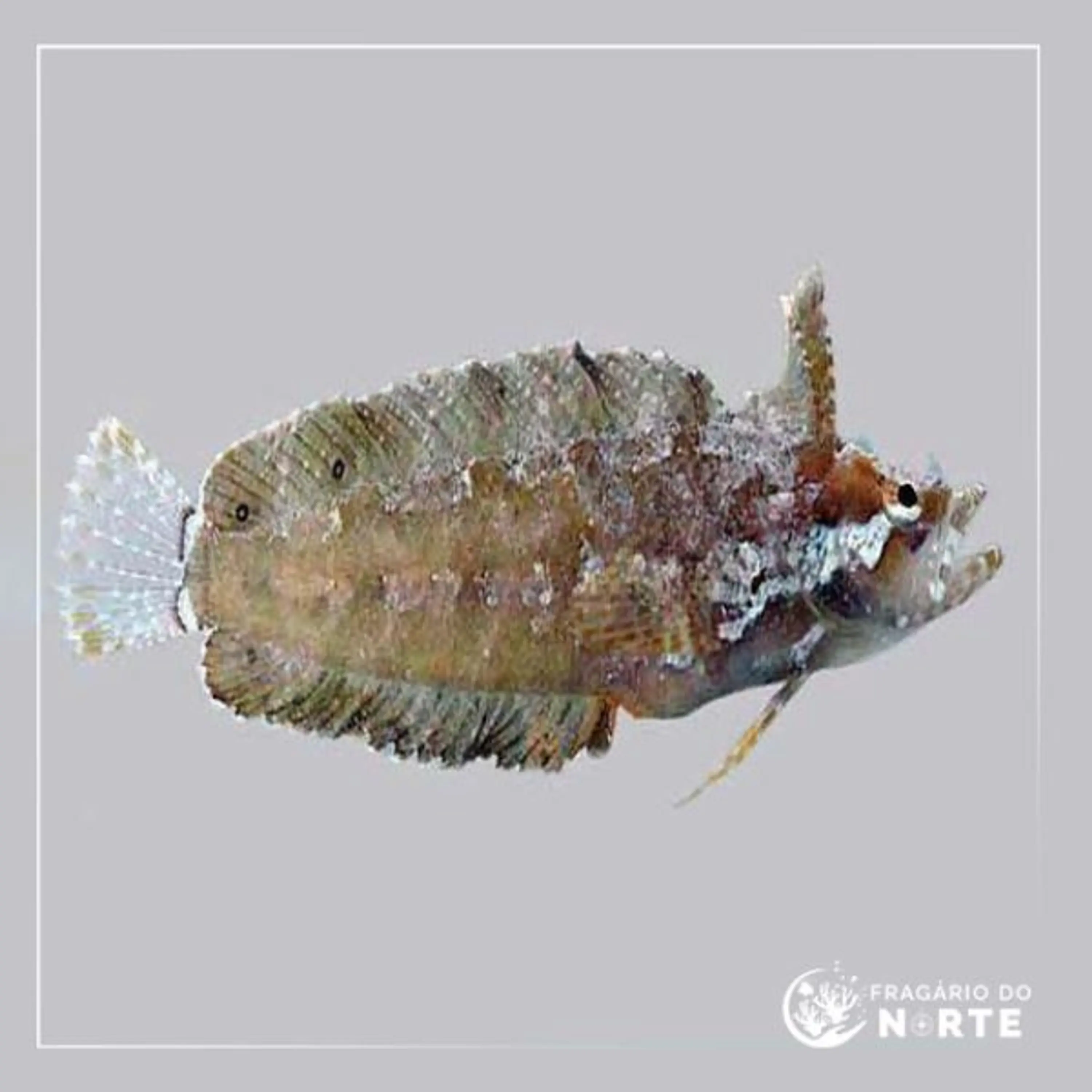Paraclinus marmoratus